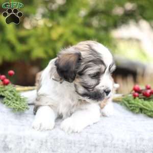 Macy, Havachon Puppy